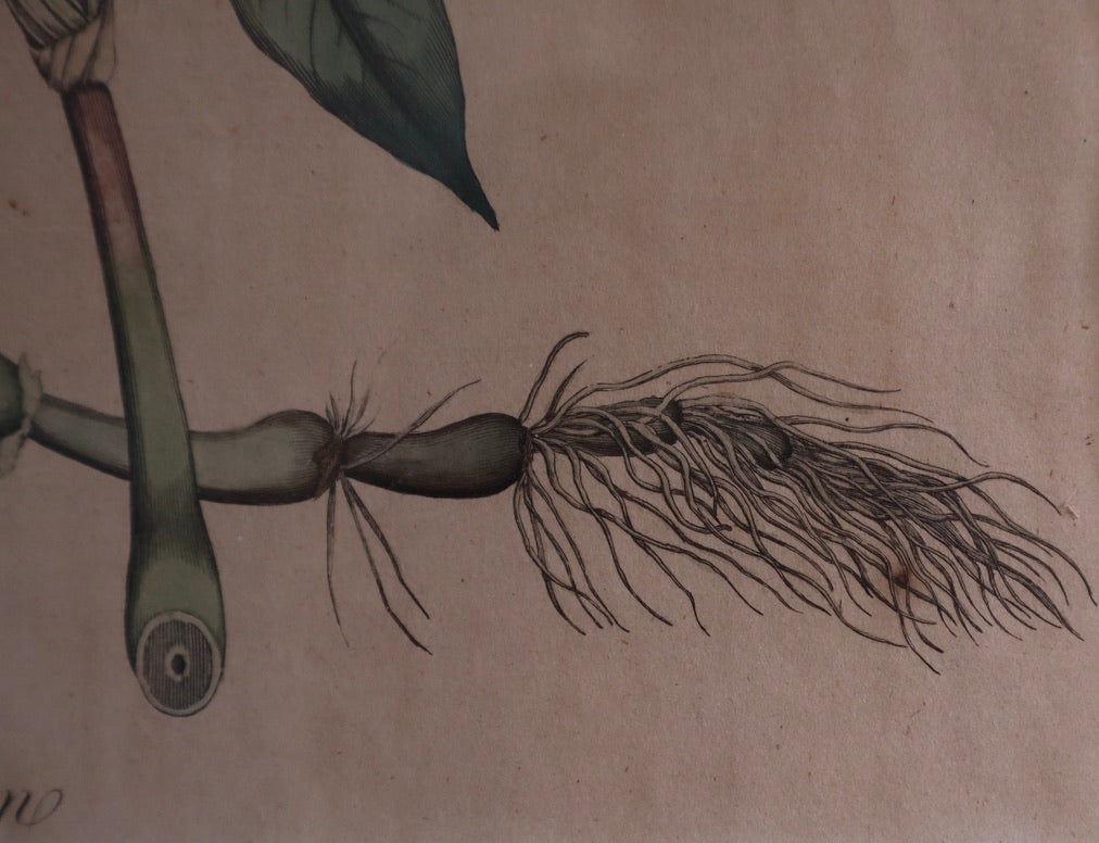 Framed Vintage Botanical Prints
