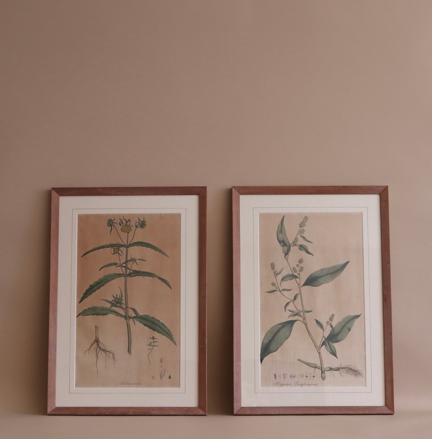 Framed Vintage Botanical Prints
