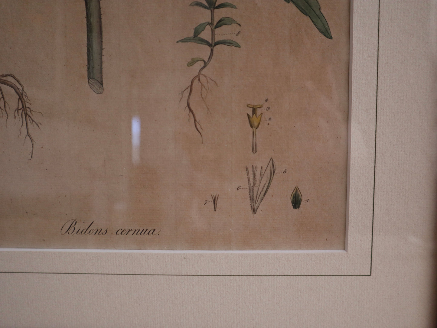 Framed Vintage Botanical Prints