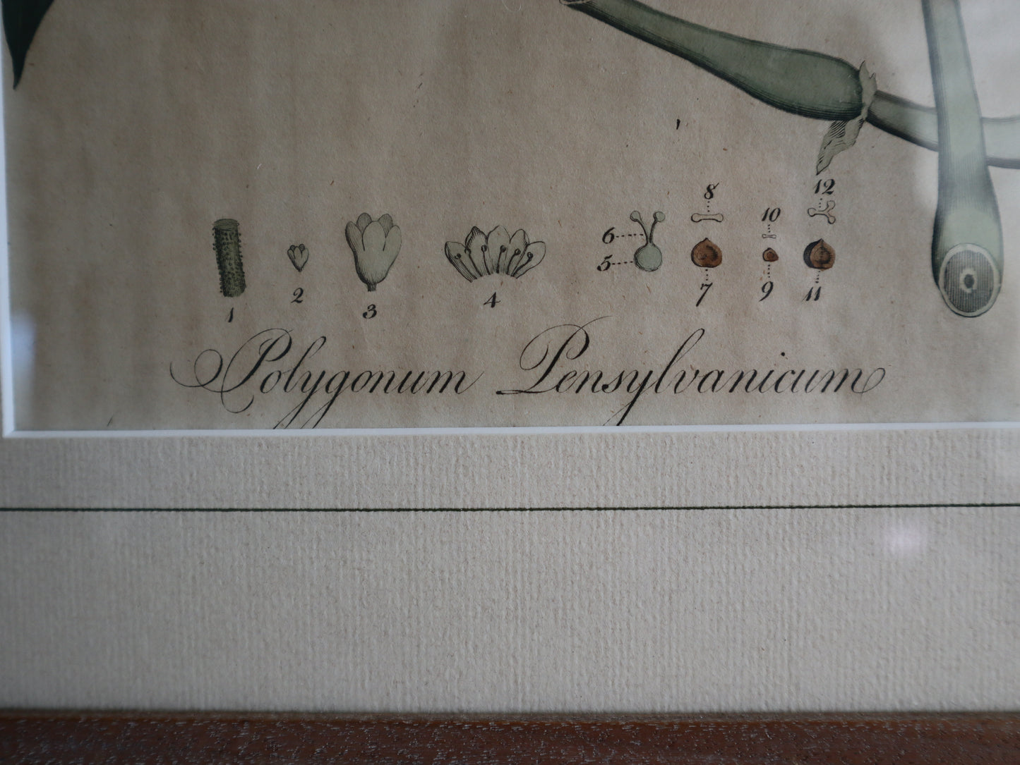 Framed Vintage Botanical Prints