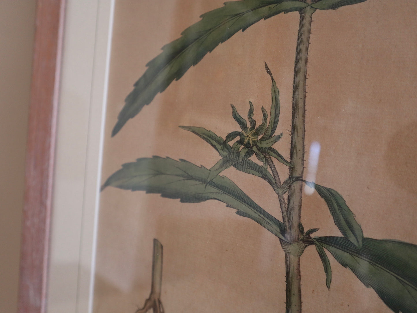 Framed Vintage Botanical Prints