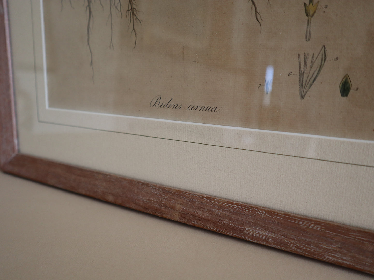 Framed Vintage Botanical Prints