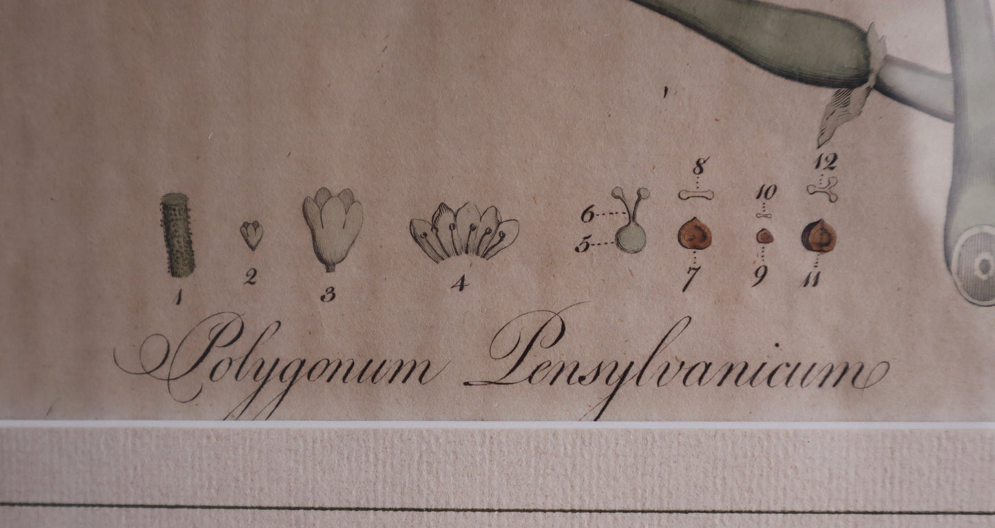 Framed Vintage Botanical Prints
