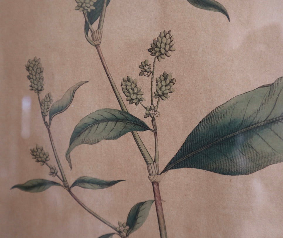 Framed Vintage Botanical Prints