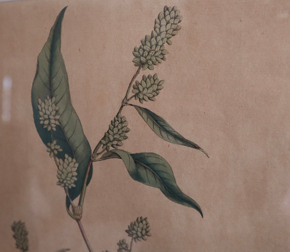 Framed Vintage Botanical Prints