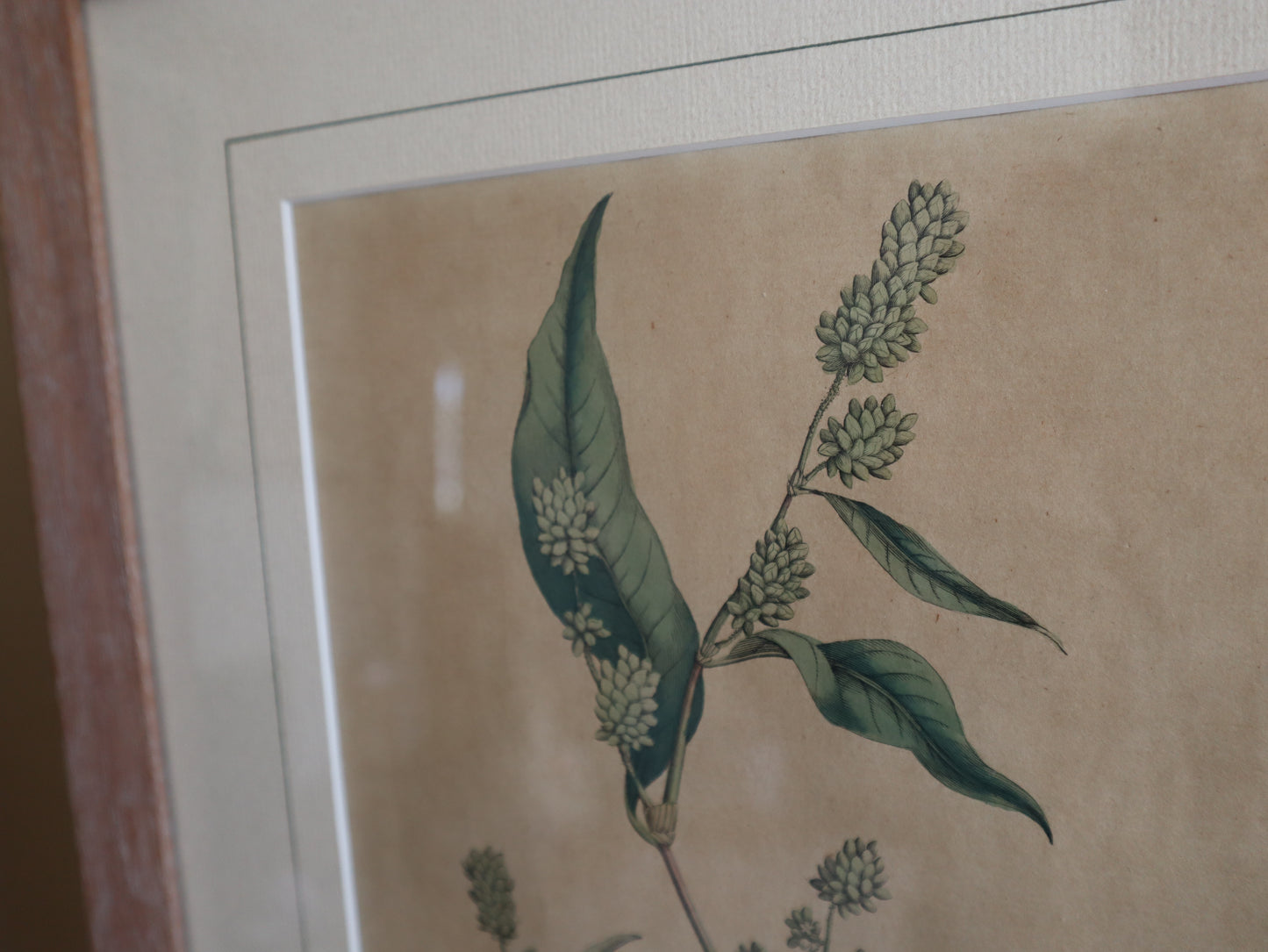 Framed Vintage Botanical Prints