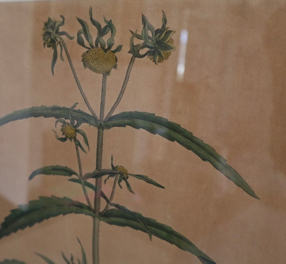Framed Vintage Botanical Prints