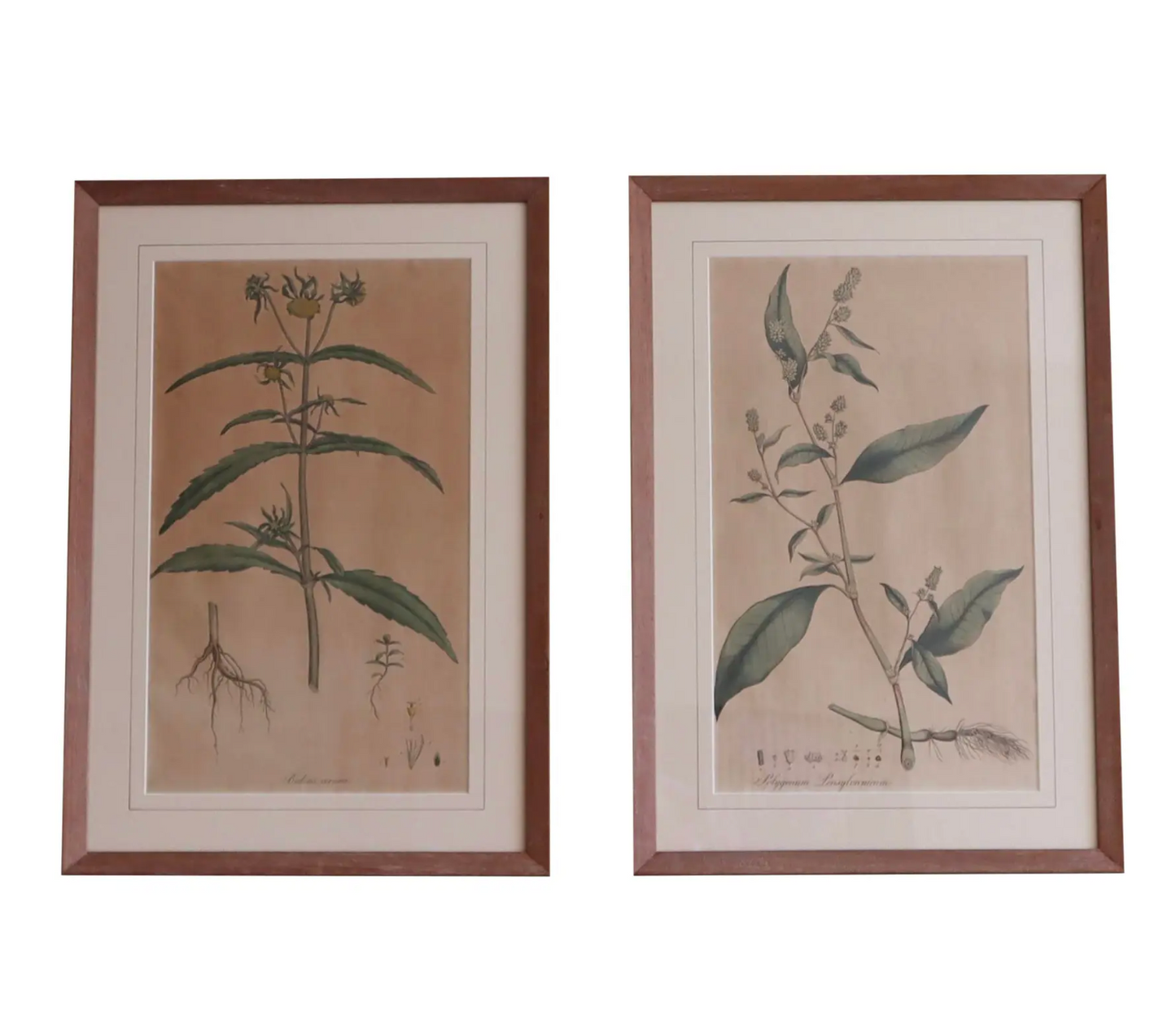 Framed Vintage Botanical Prints