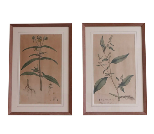Framed Vintage Botanical Prints